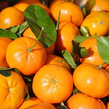 Citrus reticulata