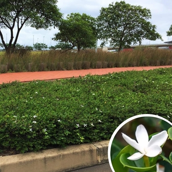Carissa macrocarpa 'Emerald Blanket (Green Carpet)' 
