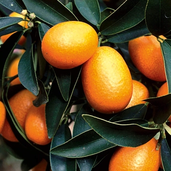 Fortunella margarita 'Nagami' 