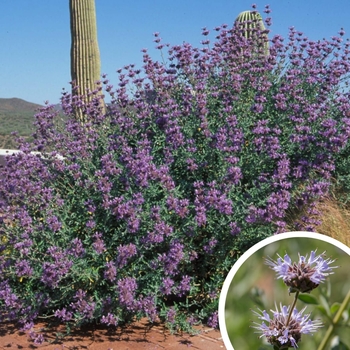 Salvia clevelandii