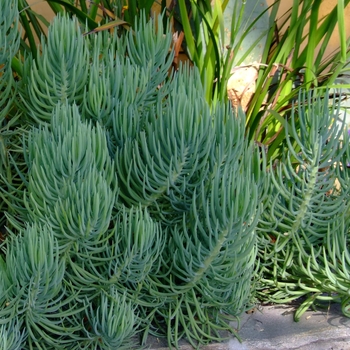 Senecio vitalis