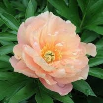 Paeonia 'Singing in the Rain' 