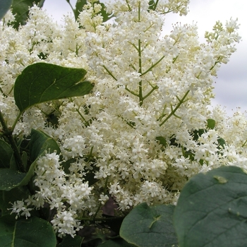 Syringa reticulata 'Williamette' 