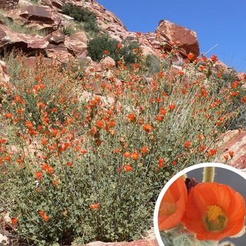 Sphaeralcea ambigua