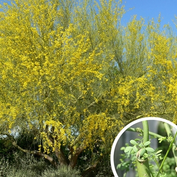 Parkinsonia florida