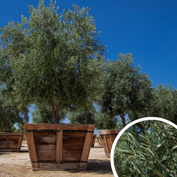 Olea europaea 'Swan Hill' 