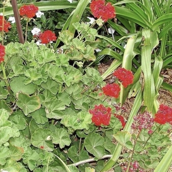 Pelargonium 