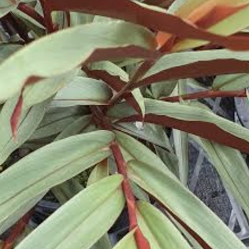 Alpinia purpurata