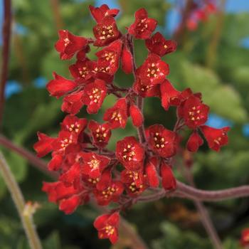 Heuchera sanguinea 'Coral Forest™' PP20539