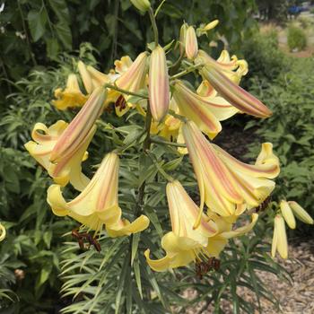 Lilium orienpet 