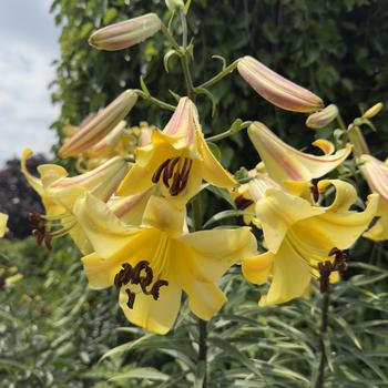 Lilium orienpet '' (304398)