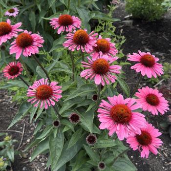 Echinacea Eye-Catcher™ 'Coral Craze' (304400)