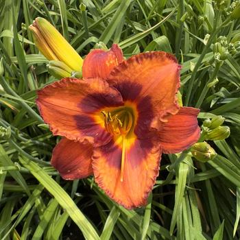 Hemerocallis 'Mighty Chestnut' (304402)