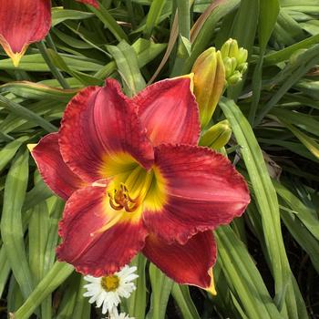 Hemerocallis 'Passion For Red' (304403)