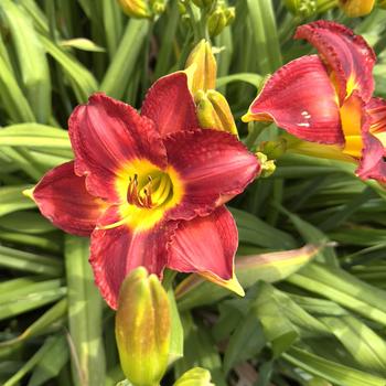 Hemerocallis 'Passion For Red' (304404)