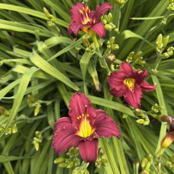Hemerocallis 'Pardon Me' 