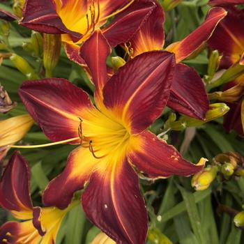 Hemerocallis Rainbow Rhythm® 'Ruby Spider' (304406)