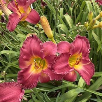 Hemerocallis Jersey Earlybird™ 'Earlybird Cardinal™' (304407)