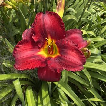 Hemerocallis 'Prairie Wildfire' (304408)