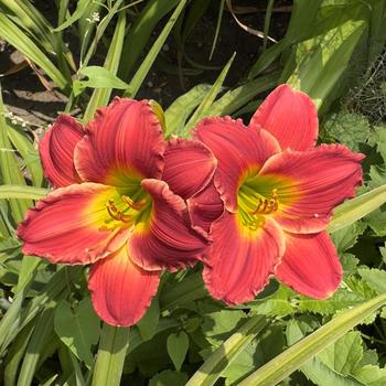 Hemerocallis Happy Ever Appster™ 'Red Hot Returns' (304409)