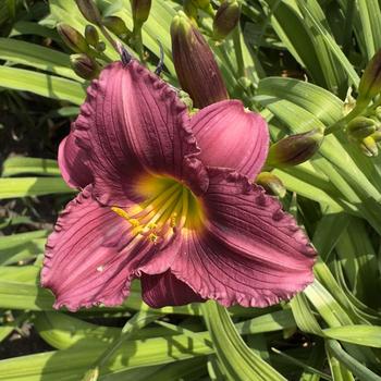 Hemerocallis 'Little Grapette' (304410)