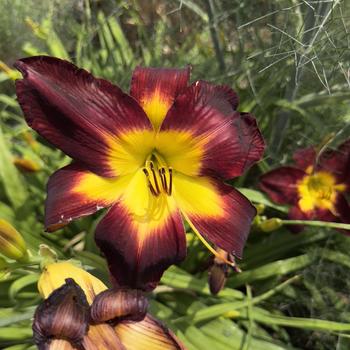 Hemerocallis Rainbow Rhythm® 'Persian Ruby' (304411)