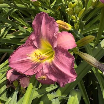 Hemerocallis 'Garden Show' (304413)