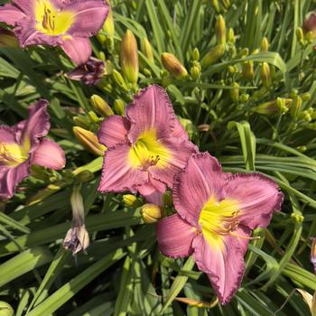 Hemerocallis 'Garden Show' (304414)