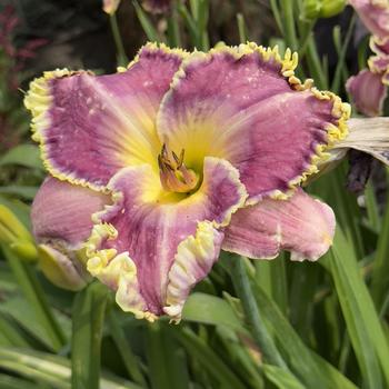 Hemerocallis 'Raspberry Eclipse' (304416)