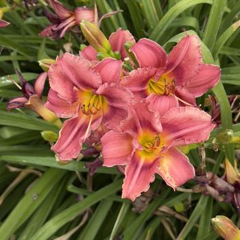 Hemerocallis 'Rosy Returns' (304418)