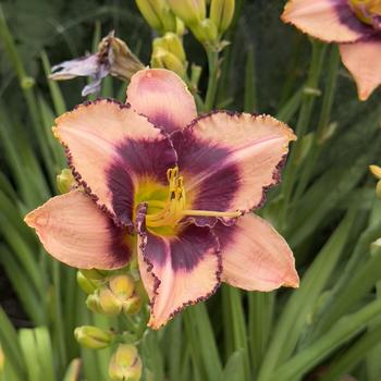 Hemerocallis 'Daring Deception' (304419)