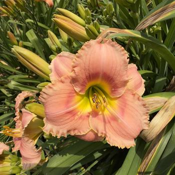 Hemerocallis 'Elegant Candy' (304420)