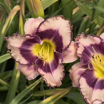 Hemerocallis Rainbow Rhythm® 'Sound of My Heart' (304421)