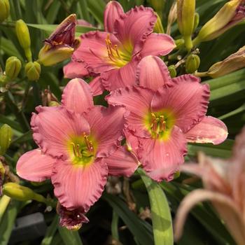 Hemerocallis Happy Ever Appster™ 'Passionate Returns' (304422)