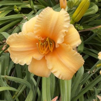 Hemerocallis 'Apricot Sparkles' (304423)