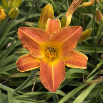 Hemerocallis 'Bright Sunset' (304424)