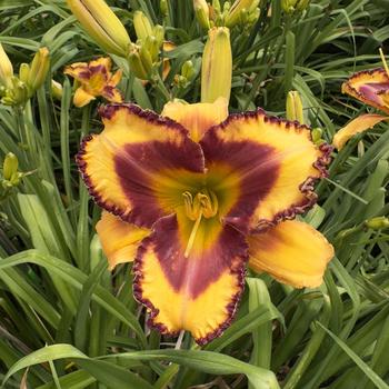 Hemerocallis Rainbow Rhythm® 'Blazing Glory' (304426)