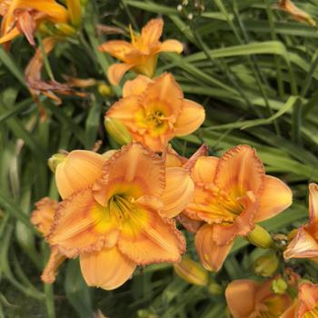 Hemerocallis Jersey Earlybird™ 'Earlybird Oriole™' (304427)