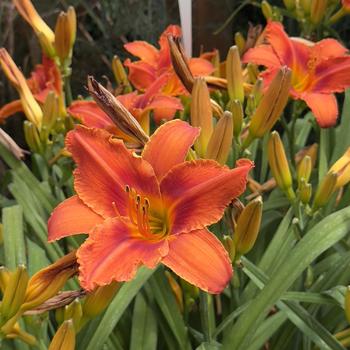 Hemerocallis 'Alabama Jubilee'