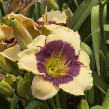 Hemerocallis 'Blackthorne' (304429)