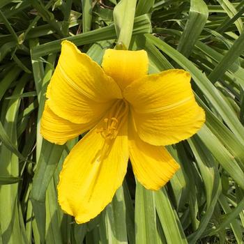 Hemerocallis 'Buttered Popcorn' (304430)
