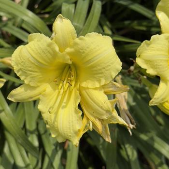 Hemerocallis Rainbow Rhythm® 'Going Bananas' (304431)
