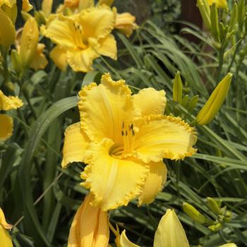 Hemerocallis 'Erin Lea' (304432)
