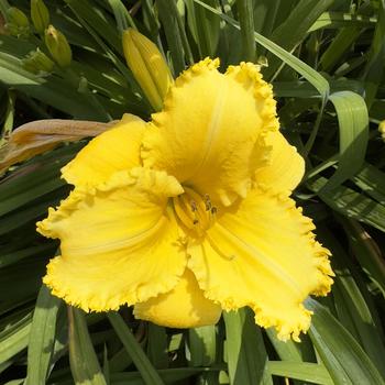 Hemerocallis 'Erin Lea' (304433)