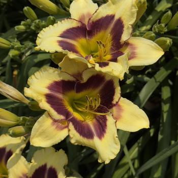 Hemerocallis Rainbow Rhythm® 'Star of the North' (304434)