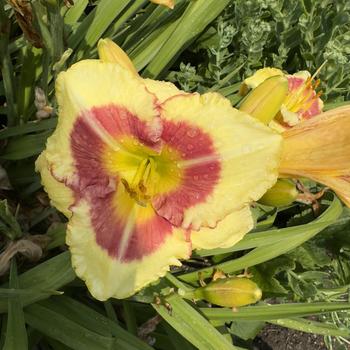 Hemerocallis 'Monterrey Jack' 