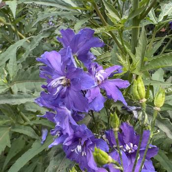 Delphinium elatum 'Violets are Blue' (304437)