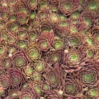Sempervivum 'Rocknoll Rosette'