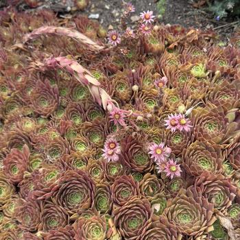 Sempervivum 'Rocknoll Rosette' (304440)