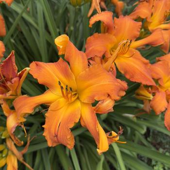 Hemerocallis Rainbow Rhythm® 'Primal Scream' (304441)